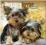 YORKSHIRE TERRIER PUPPIES 2015 WALL CALENDAR