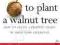 TO PLANT A WALNUT TREE Trevor Waldock