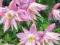 powojnik 'Markham's Pink' Clematis 'Markham`s Pink