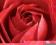 Czerwona róża - plakat, plakaty 40x50 cm