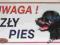 Tabliczka  UWAGA ZŁY PIES ! ----------- ROTTWEILER