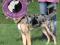 Trixie Szelki  Easy Walk M 33-47 [1302]