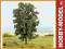 Drzewko Jesion 17cm do Makiet Dioram NOCH 21790