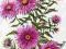 ASTER NOWOANGIELSKI - MARCINKI LAT 70 SP2665