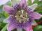 MĘCZENNICA PASSIFLORA  piękne kwiaty, jadalny owoc