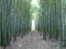 BAMBUS MROZOODPORNY  nasiona  kwitnie tylko raz