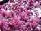 MAGNOLIA PURPUROWA - LILIFLORA  nasiona