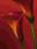 Plakat obraz 60x80 Red Calla Lilies WG08274