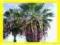 ==&gt; PALMA WASHINGTONIA 100szt w cenie 60 &lt;==