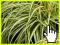 Turzyca Carex oshimensis Evergold- PIEKNA PASIASTA