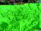 Malownicza TRAWA OZDOBNA Rotstrahlbush kłącze 1szt