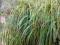 Spartyna grzebieniasta Aureovariegata C0,5