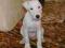 PARSON RUSSELL TERRIER piesek - Linea Luna FCI