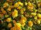 ZŁOTLIN JAPOŃSKI żółte duże kwiaty, dwa x kwitnie