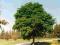 JESION WĄSKOLISTNY piękne długowieczne drzewo