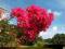 LAGERSTROEMIA INDICA przepiękne różowe wiechy kwi