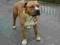 AMERICAN STAFFORDSHIRE TERRIER-AMSTAF rod ZKwP/FCI