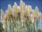 Erianthus ravennae - MROZOODPORNA TRAWA PAMPASOWA!