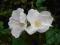 RÓŻA POMARSZCZONA - KWIAT BIAŁY ! - NASIONA 20 szt