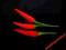 [SO] Chilli świeże czerwone 50g