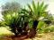 Dioon edule - DIOON JADALNY - CYCAS!