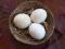 Jaja strusi afrykańskich-SPOŻYWCZE- struś