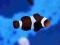 Amphiprion ocellaris czarny (Black Nemo Clown) 983