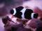 Amphiprion ocellaris czarny (Black Nemo Clown) 29