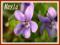 W4 Fiołek błotny (Viola palustris) p9