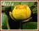 W5 Grążel żółty (Nuphar lutea) p11