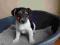 Piesek Jack Russell Terrier