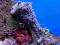 Dolabella auricularia rozmiar 9-10cm 964