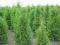 Thuja Brabant Thuja occidentalis 200szt