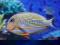 Acanthurus lineatus __ K-ce