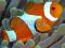 Amphiprion ocellaris __ K-ce