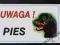 Nalepka Naklejka  Tabliczka UWAGA PIES! ROTTWEILER