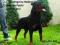 Rottweiler/Rottweilery szczenięta rodowodowe ZKwP