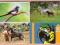 FAUNA ZWIERZĘTA PTAKI zbiorek 4 kart zestaw 44
