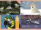 FAUNA ZWIERZĘTA PTAKI zbiorek 4 kart zestaw 50