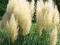 Cortaderia 'White Feather' - Trawa pampasowa HiT !