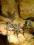 Agama Brodata -młode
