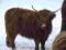 Bydło szkockie, Highland Cattle