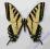 Motyl paź Papilio rutulus z USA