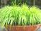Hakonechloa All Gold zwiewna złota trawa