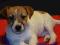Suczka Jack Russell Terrier od Smartie Jacks