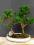 drzewko bonsai - podokarpus prezent