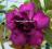 Kaktusy Nasiona Adenium Obesum Doubleviolet