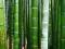 PHYLLOSTACHYS PUBESCENS - bambus mrozoodporny