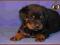 Rottweiler, rottweilery z rodowodem ZKwP/FCI