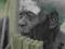 WYSPY SALOMONA - CHOISEUL - MUZYK - FOLKLOR